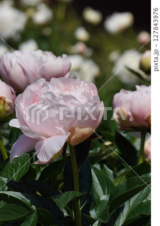 芍薬の花"かぐや姫"・2025年5月 芍薬の花"かぐや姫"・2025年5月 127843976