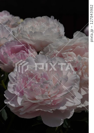 芍薬の花"かぐや姫"・2025年5月 127843982