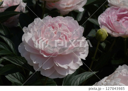 芍薬の花"かぐや姫"・2025年5月 芍薬の花"かぐや姫"・2025年5月 127843985