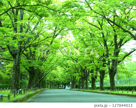 京都府立植物園の正面ゲートへ向かう誘導路に植えられた街路樹の緑のトンネル 127844013
