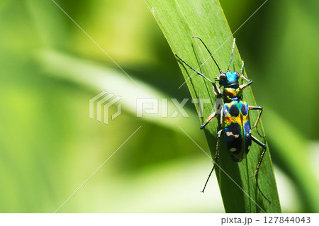 ハンミョウ（ナミハンミョウ） 127844043