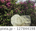 Vibrant Bougainvillea Vine in Bloom in the Background, Morhabadi, Ranchi, India. 127844198