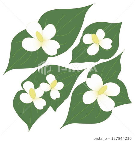 ドクダミ 127844230