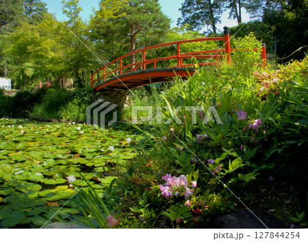 京都・大原野神社の鯉沢池に架かる印象的な赤い橋と睡蓮の花との組み合わせから「モネの池」と呼ばれる風景 京都・大原野神社の鯉沢池に架かる印象的な赤い橋と睡蓮の花との組み合わせから「モネの池」と呼ばれる風景 127844254