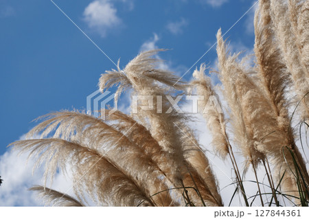 Beautiful Golden Pampas Grass Standing Tall Against a Clear Blue Sky Beautiful Golden Pampas Grass Standing Tall Against a Clear Blue Sky 127844361