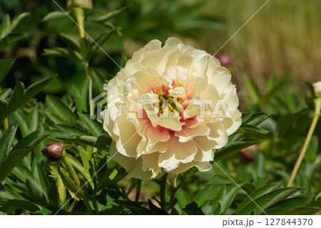 芍薬の花"カナリーブリリアント"・2025年5月 127844370