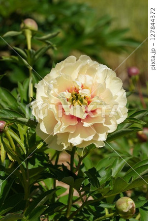 芍薬の花"カナリーブリリアント"・2025年5月 127844372