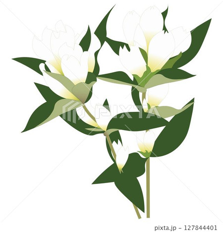 リンドウ白 リンドウ白 127844401