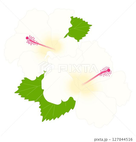 ハイビスカス白亜種 127844516