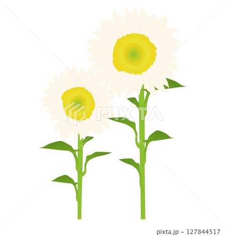ヒマワリ白 127844517