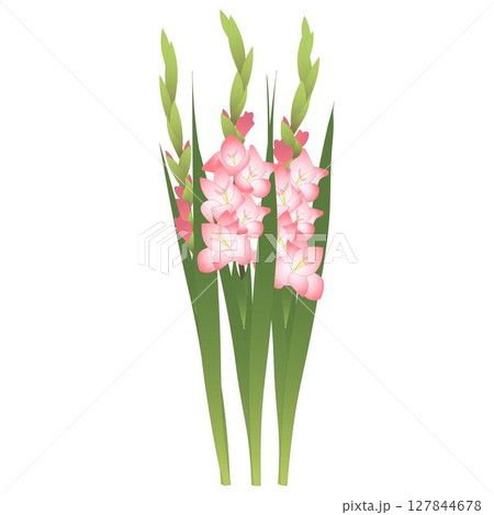 グラジオラスピンク 127844678