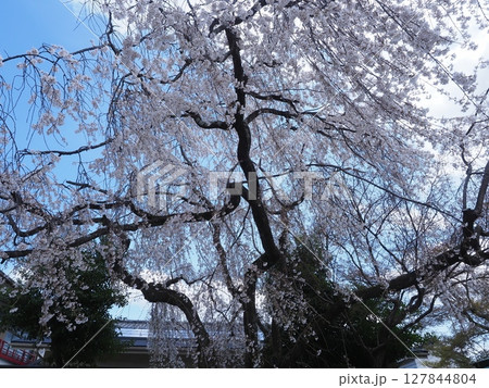 嵯峨野車折神社の桜 127844804