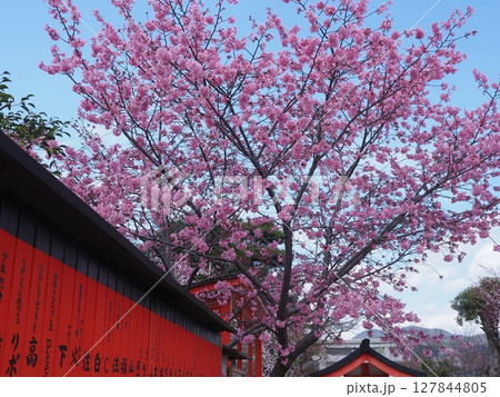 嵯峨野車折神社の桜 嵯峨野車折神社の桜 127844805