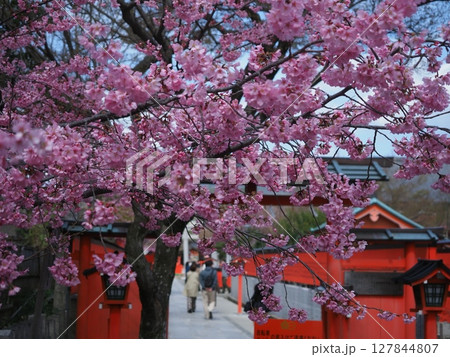 嵯峨野車折神社の桜 嵯峨野車折神社の桜 127844807