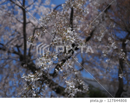 嵯峨野車折神社の桜 127844808