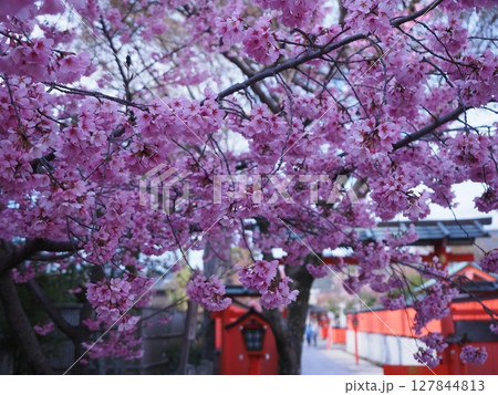 嵯峨野車折神社の桜 127844813