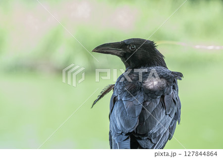 カラス(ハシボソガラス) カラス(ハシボソガラス) 127844864