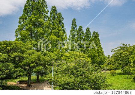 城北公園のメタセコイア　大阪市 127844868