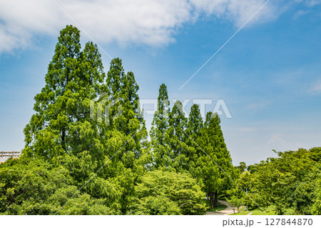 城北公園のメタセコイア　大阪市 127844870