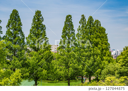 城北公園のメタセコイア 大阪市 城北公園のメタセコイア 大阪市 127844875