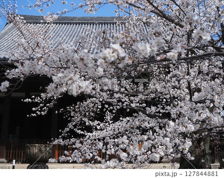 京都西陣立本寺の桜風景 127844881