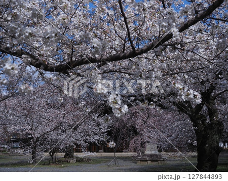 京都西陣立本寺の桜風景 127844893