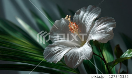 White Hibiscus Flower Closeup with Green Leaves 127845383