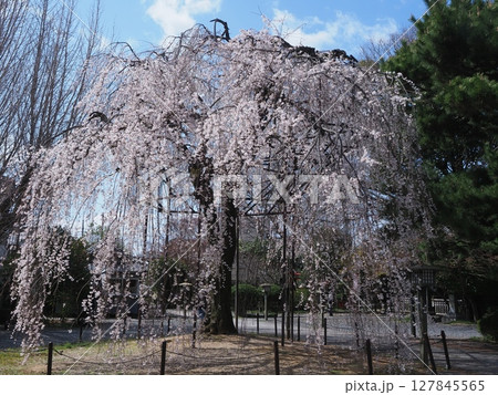 京都千本釈迦堂のおかめ桜 127845565