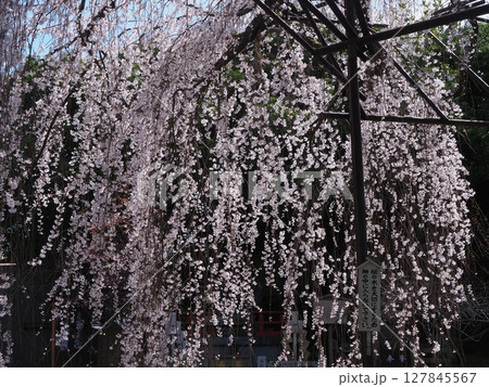京都千本釈迦堂のおかめ桜 127845567