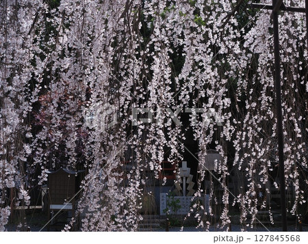 京都千本釈迦堂のおかめ桜 127845568