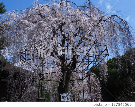 京都千本釈迦堂のおかめ桜 127845569