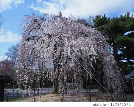 京都千本釈迦堂のおかめ桜 127845570