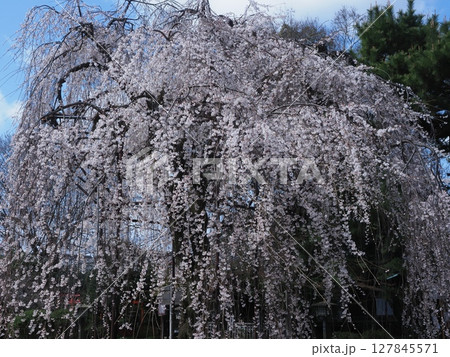 京都千本釈迦堂のおかめ桜 127845571
