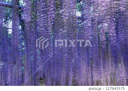 ライトアップした満開の藤の花 ライトアップした満開の藤の花 127845575