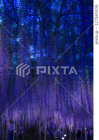 ライトアップした満開の藤の花 127845836