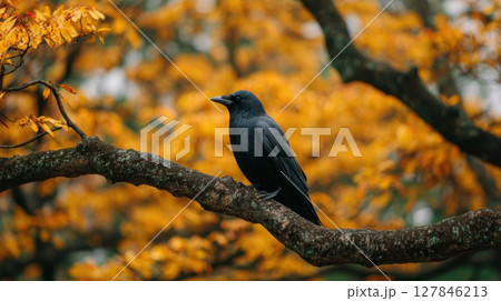 Black Crow Perched on a Branch Among Golden Autumn Leaves Black Crow Perched on a Branch Among Golden Autumn Leaves 127846213