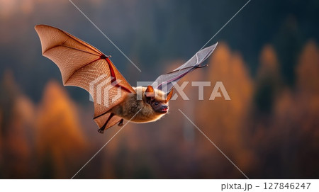 Brown Bat in Flight Against Autumn Forest Background Brown Bat in Flight Against Autumn Forest Background 127846247