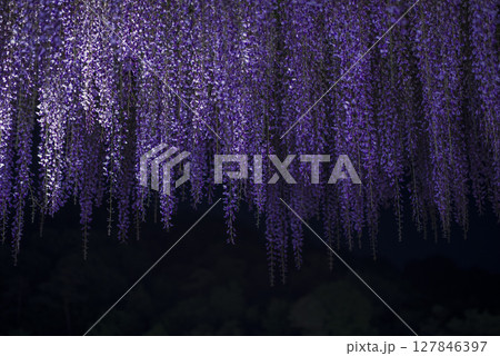 ライトアップした満開の藤の花 127846397