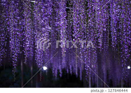 ライトアップした満開の藤の花 ライトアップした満開の藤の花 127846444