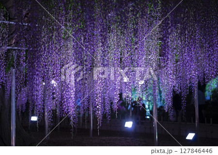 ライトアップした満開の藤の花 127846446