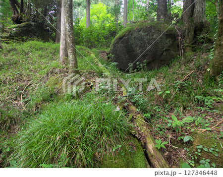 森の中の苔むした岩 森の中の苔むした岩 127846448