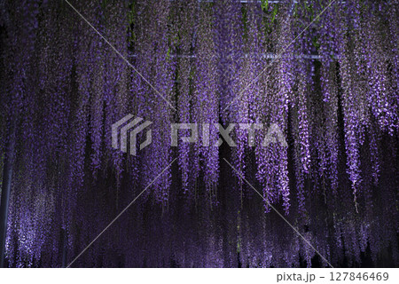 ライトアップした満開の藤の花 127846469