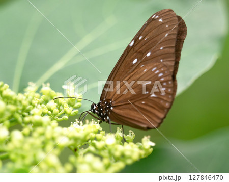 チョウ　ツマムラサキマダラ 127846470