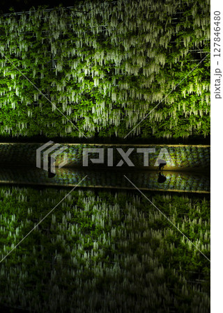 ライトアップした満開の藤の花 ライトアップした満開の藤の花 127846480