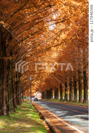 木漏れ日が差す秋のメタセコイア並木のトンネル。高島市, 滋賀県, 日本 木漏れ日が差す秋のメタセコイア並木のトンネル。高島市, 滋賀県, 日本 127846566