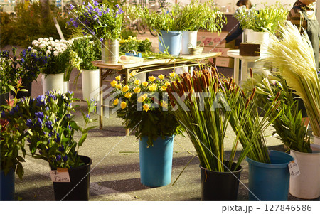 Flowers at midsummer night market / 夜店・屋台のフラワーショップ 127846586