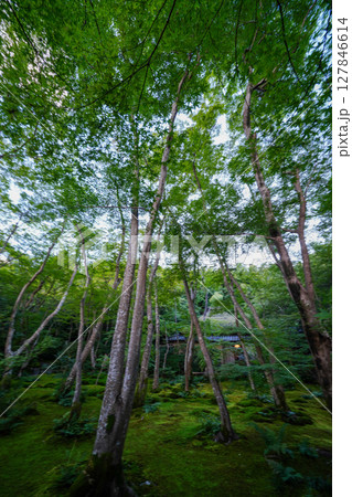 祇王寺の境内の苔に覆われた庭園 祇王寺の境内の苔に覆われた庭園 127846614