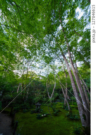 祇王寺の境内の苔に覆われた庭園 127846615