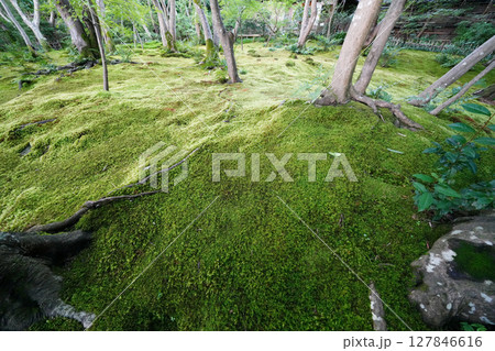 祇王寺の境内の苔に覆われた庭園 127846616