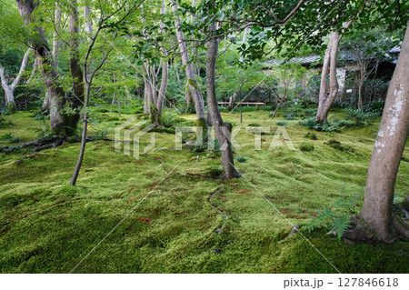 祇王寺の境内の苔に覆われた庭園 127846618